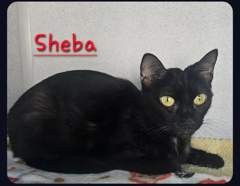 An adult medium-sized female Domestic Short Hair cat named Sheba for adoption in Jim Thorpe, PA