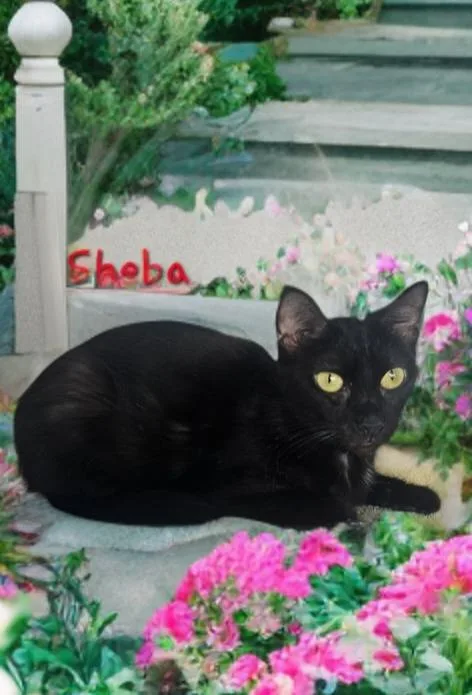 Sheba thumbnail 2