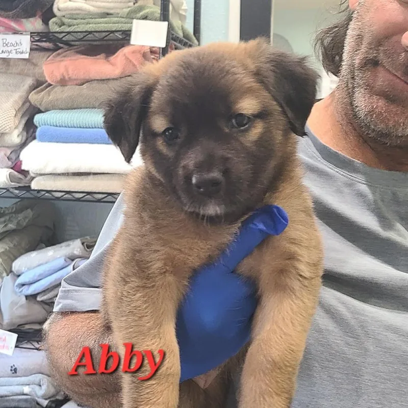 A baby medium-sized female Mixed Breed dog named Abbey for adoption in Seminole, FL