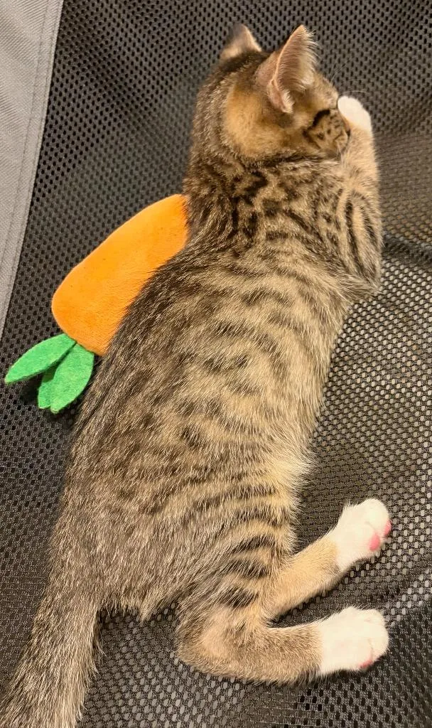 A baby medium-sized female Tabby cat named Xena for adoption in San Antonio, TX
