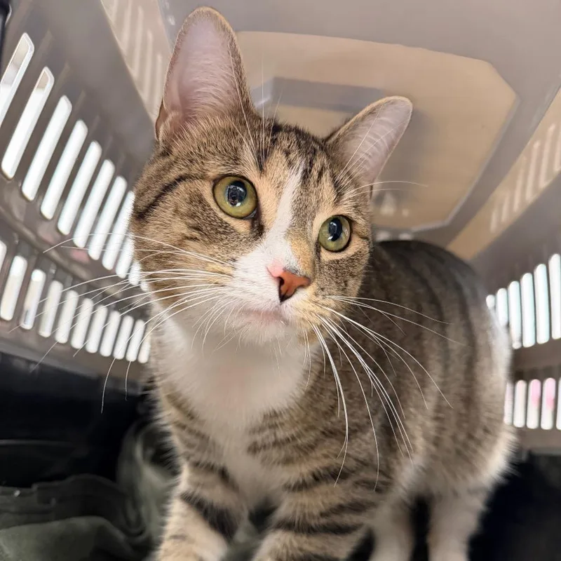 An adult medium-sized male Brown / Chocolate Domestic Short Hair cat named Smokey for adoption in Martinsville, VA