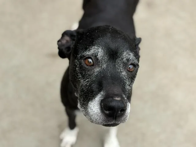 An adult medium-sized female Labrador Retriever dog named Rolly Poley for adoption in Tulsa, OK