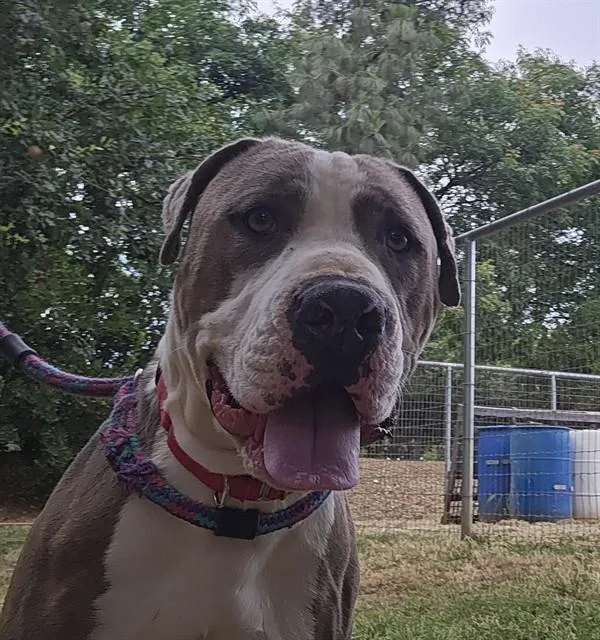 A young large-sized male Pit Bull Terrier dog named Philippe for adoption in Sacramento, CA