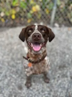A young medium-sized male Brown / Chocolate Australian Cattle Dog / Blue Heeler dog named Cowboy for adoption in Bryson City, NC