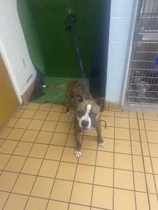 An adult medium-sized male American Bulldog dog named Duke for adoption in Gainesville, FL