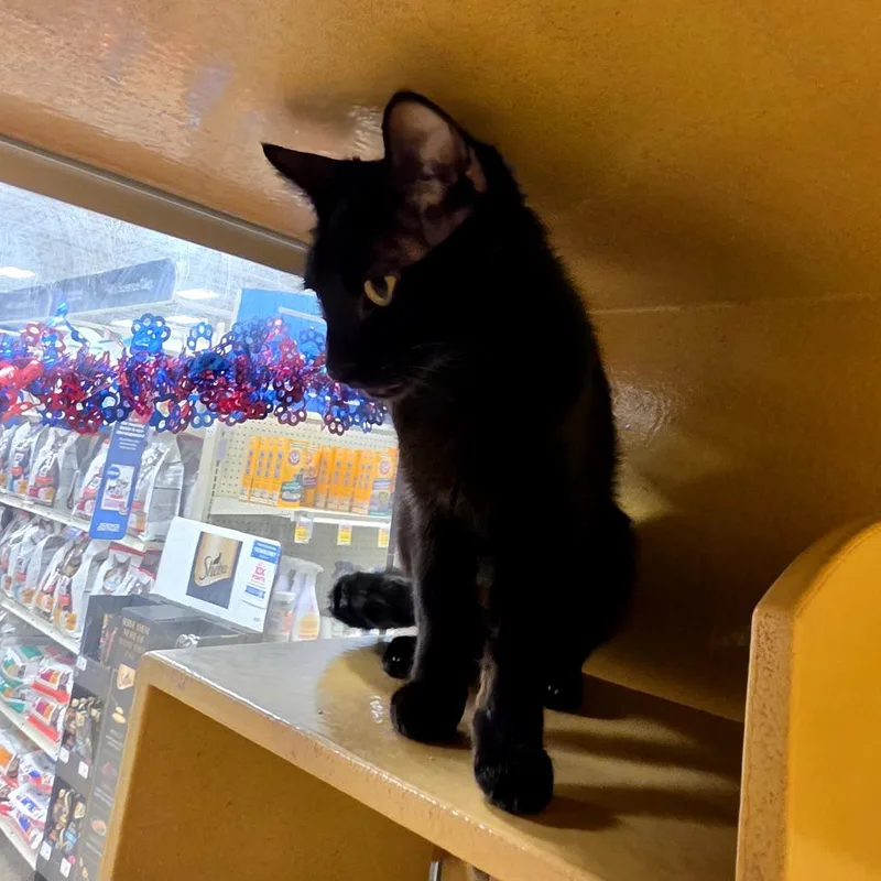 A young small-sized female Black Domestic Short Hair cat named Jemima Mama for adoption in Grantsville, UT