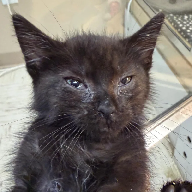 A baby small-sized male Black Domestic Short Hair cat named Bucket for adoption in Beckley, WV