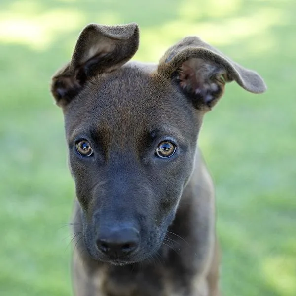 A baby small-sized female Belgian Shepherd / Malinois dog named Coco for adoption in Oakland, CA