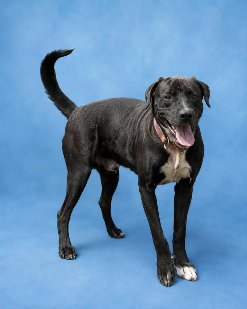 A young large-sized male Terrier dog named Ace for adoption in Wauchula, FL