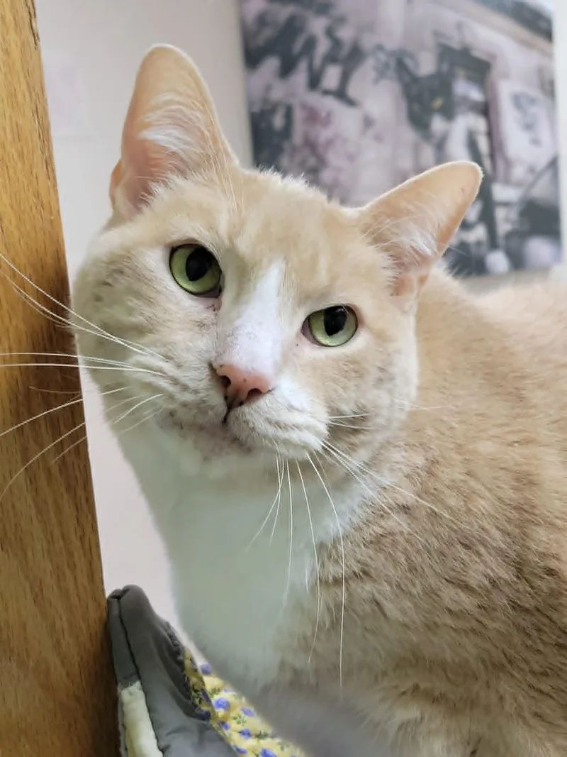 A senior extra large-sized male Domestic Short Hair cat named Norm for adoption in Portage, WI