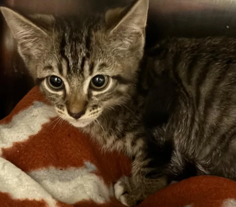 A baby small-sized male Domestic Short Hair cat named Cannon for adoption in Elizabethton, TN