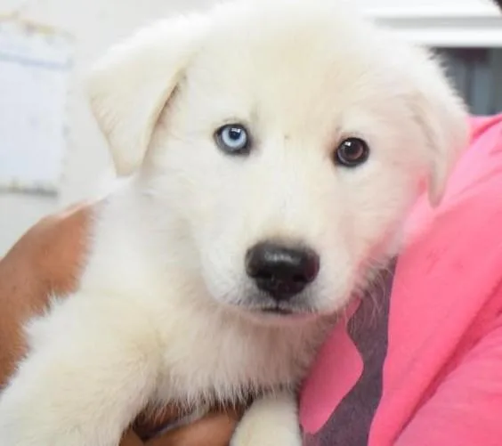 A baby large-sized male Husky dog named Kado for adoption in Pahrump, NV