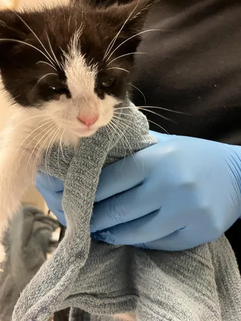 A baby small-sized female Domestic Short Hair cat named Rasberry for adoption in Long Beach, CA
