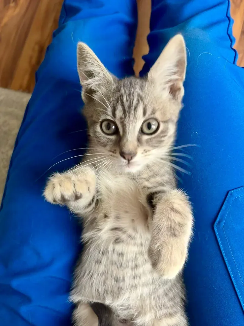 A young medium-sized male Gray & White American Shorthair cat named Paige for adoption in Rochester, NY