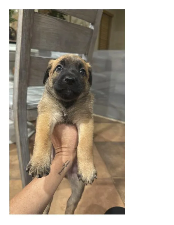 A baby small-sized male Belgian Shepherd / Malinois dog named Baloo for adoption in Discovery Bay, CA
