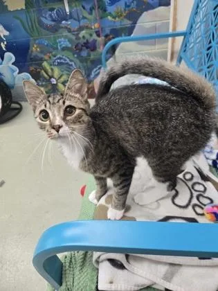A young medium-sized male Domestic Short Hair cat named Cory for adoption in Savannah, GA
