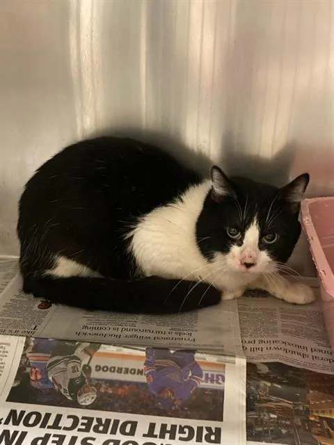 An adult medium-sized male Domestic Short Hair cat named Rumba for adoption in Olivette, MO