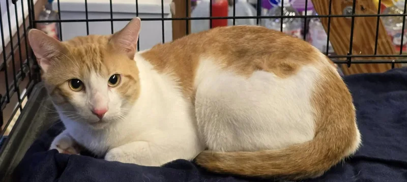 An adult large-sized male Domestic Short Hair cat named Sam for adoption in Enfield, CT