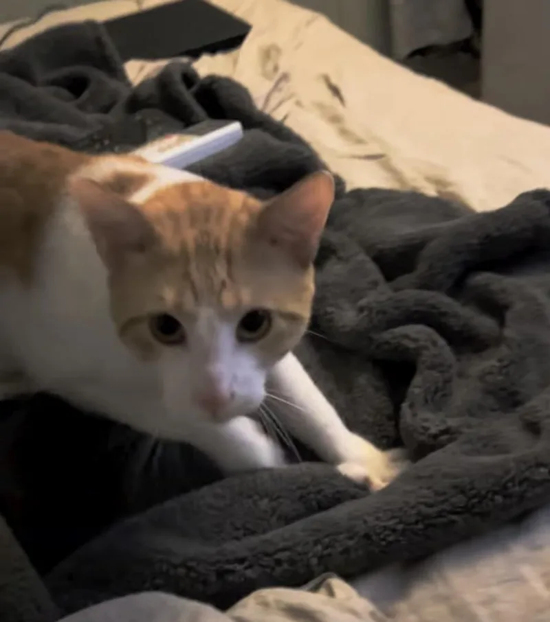 Sam thumbnail 2