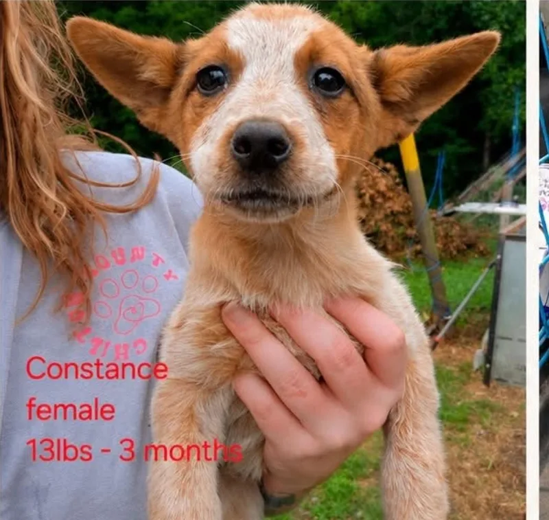 A baby small-sized female Australian Cattle Dog / Blue Heeler dog named Constance for adoption in Bradenton, FL