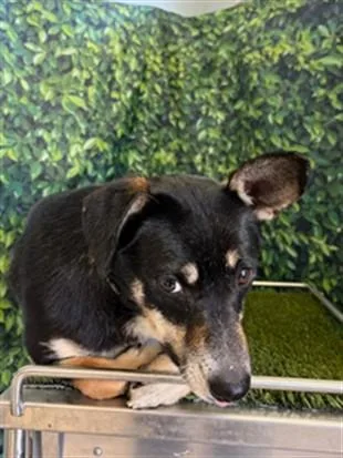 A baby medium-sized male Terrier dog named Kade for adoption in Agoura, CA