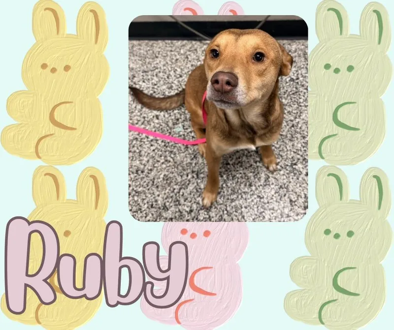 A young medium-sized female Carolina Dog dog named Ruby for adoption in Hopkinsville, KY