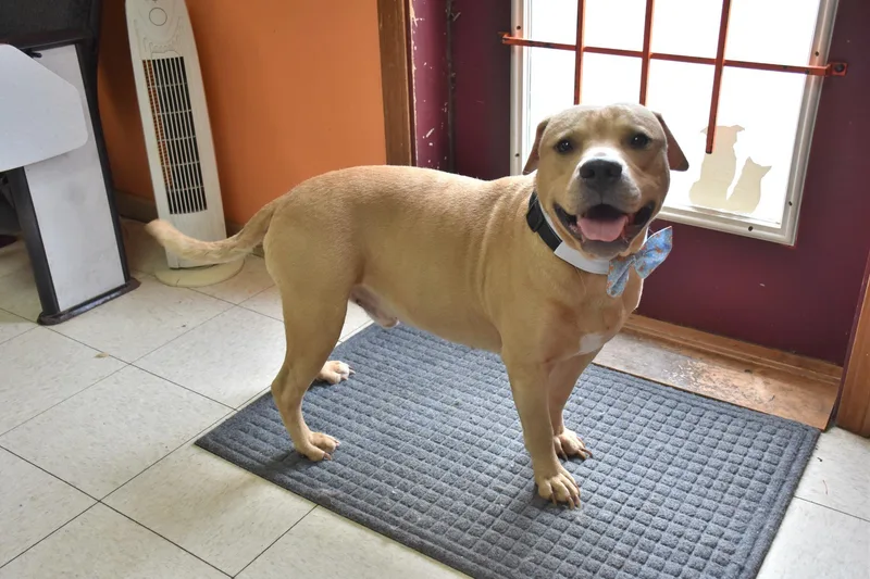 An adult medium-sized male Apricot / Beige Labrador Retriever dog named Hopscotch for adoption in North Judson, IN