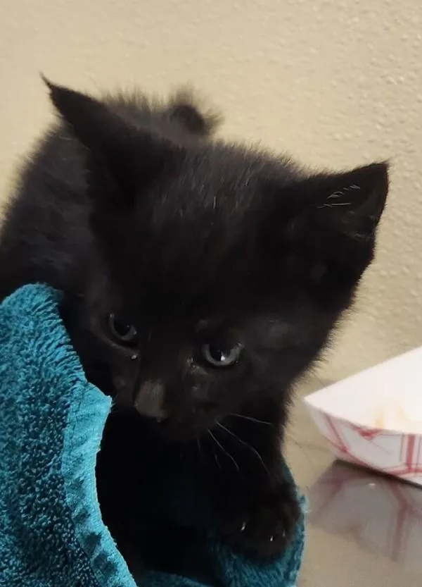 A baby small-sized female Domestic Short Hair cat named Curly for adoption in Vancouver, WA