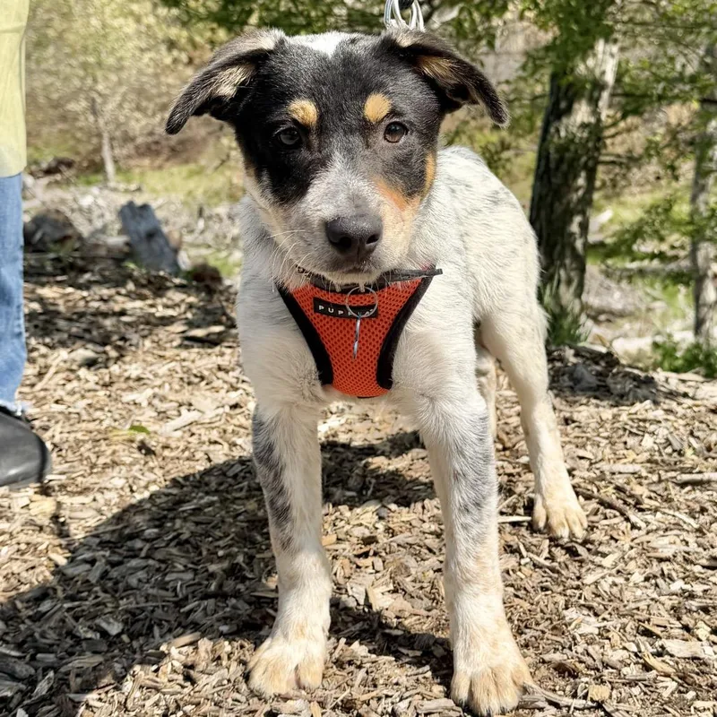 A baby small-sized male Black Australian Cattle Dog / Blue Heeler dog named Fagioli for adoption in East Hampton, NY