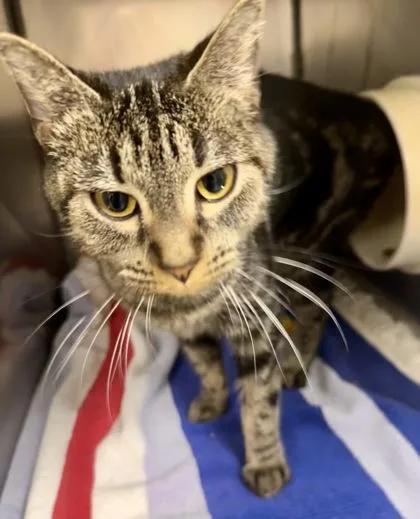 Carlie Jefferson thumbnail 3