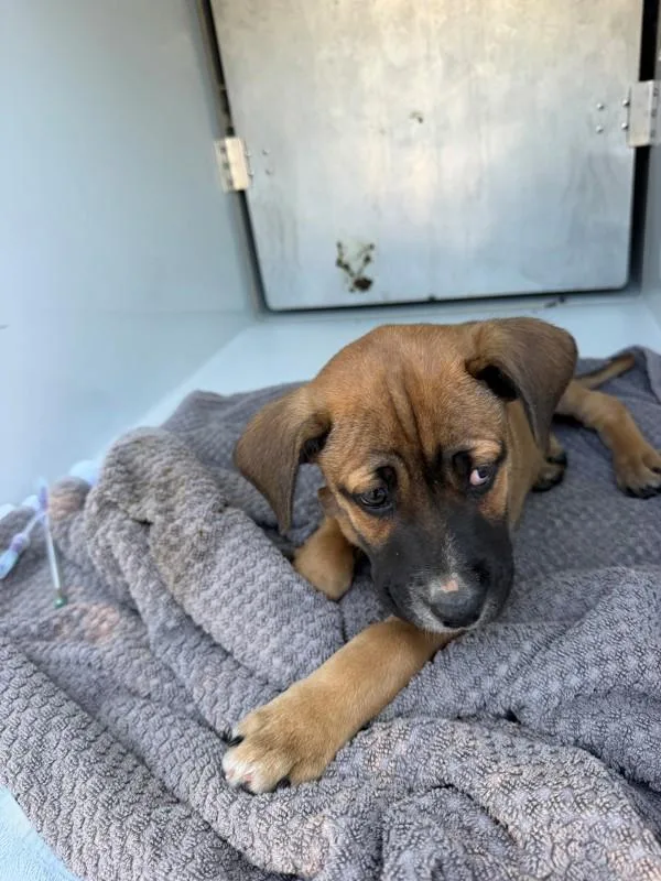 A baby small-sized male Labrador Retriever dog named Pen for adoption in Lawrenceville, GA