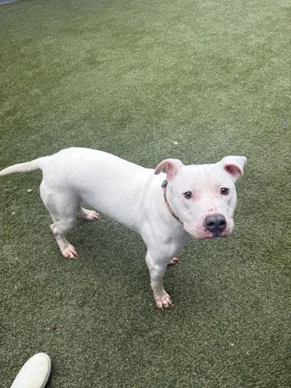 An adult medium-sized female Mixed Breed dog named Truffles for adoption in Lafayette, IN