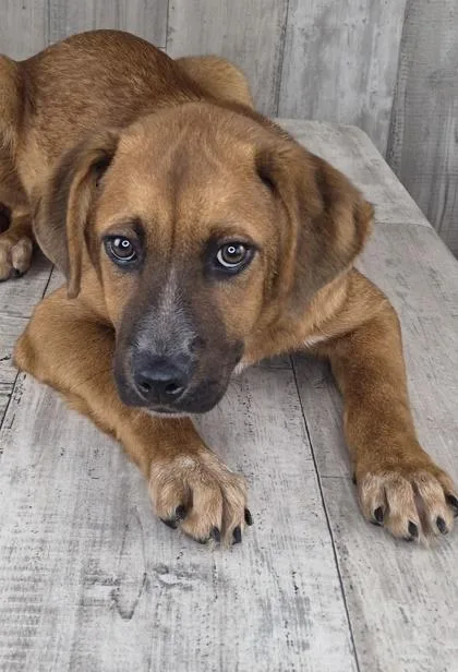 An adult small-sized male Australian Cattle Dog / Blue Heeler dog named Elmer for adoption in Shreveport, LA