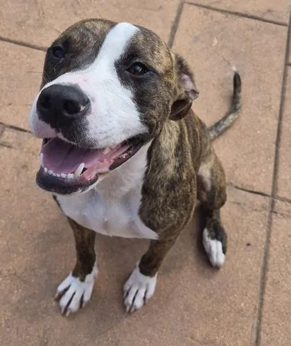 A young medium-sized female Terrier dog named Pixel for adoption in Shreveport, LA