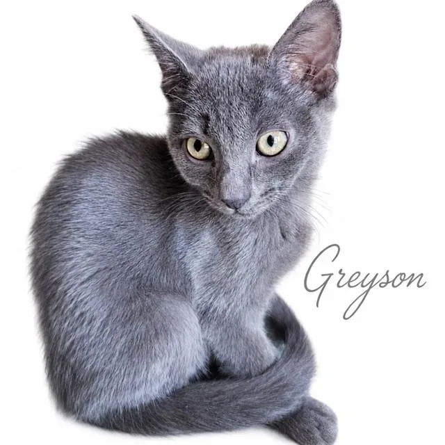 A baby small-sized male Domestic Medium Hair cat named Greyson for adoption in Auburn, CA