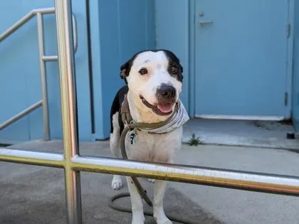 An adult medium-sized female Pit Bull Terrier dog named Dorothy for adoption in New Orleans, LA