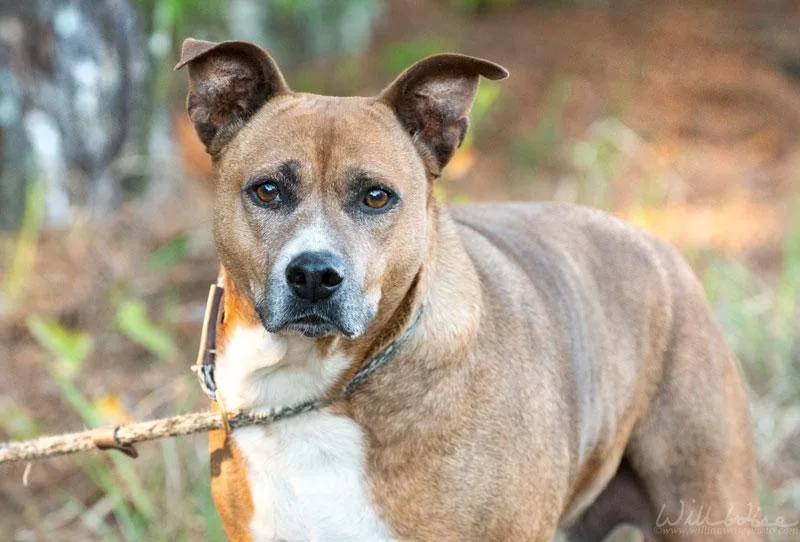 An adult large-sized male Brindle Pit Bull Terrier dog named Weldon for adoption in Monroe, GA