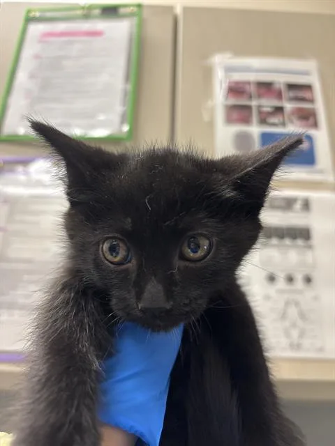 A baby small-sized male Domestic Medium Hair cat named Lucas for adoption in Las Vegas, NV