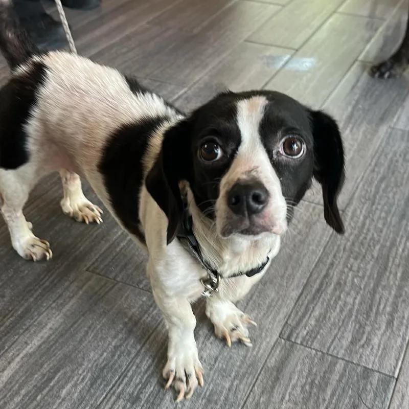An adult small-sized female Black Mixed Breed dog named Fries for adoption in Jacksonville, FL