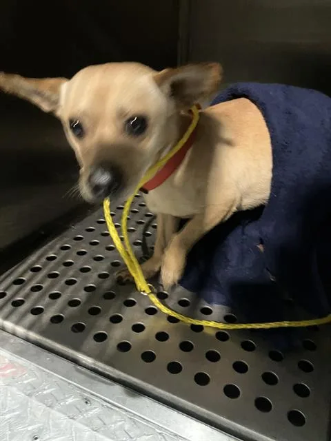 Max