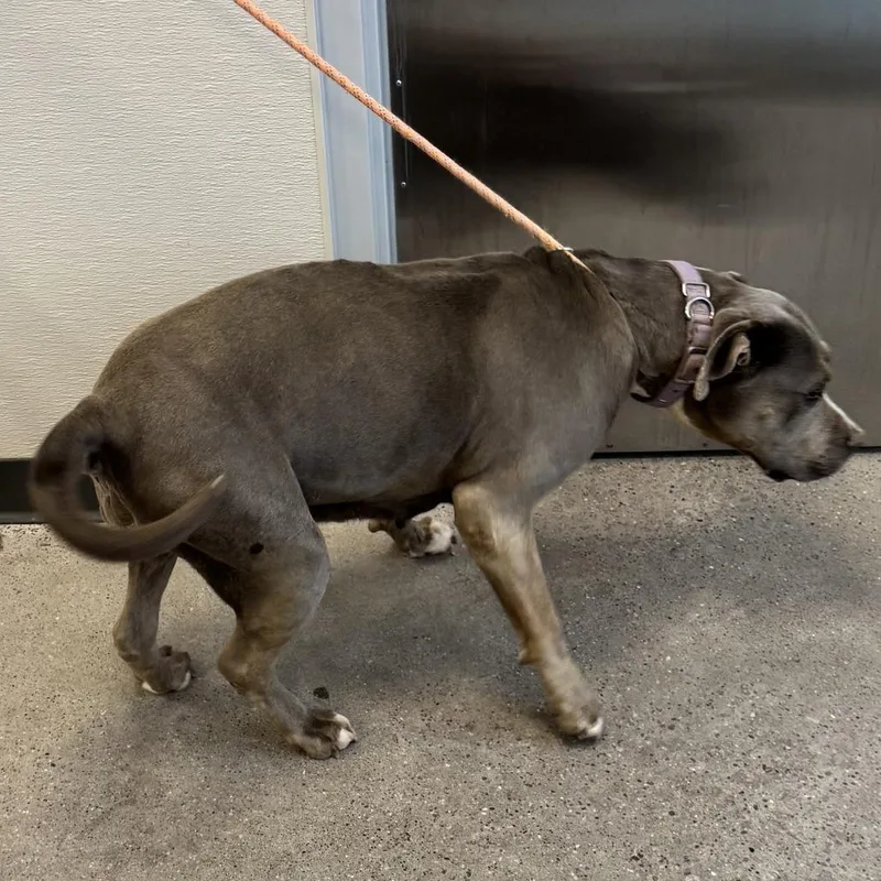 An adult large-sized female Gray / Blue / Silver Mixed Breed dog named Dutchess for adoption in Las Cruces, NM