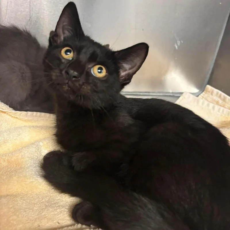A baby small-sized male Black Domestic Short Hair cat named Kerfuffle for adoption in Martinsville, VA