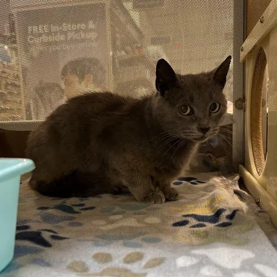 A young medium-sized female Gray / Blue / Silver Domestic Medium Hair cat named Morgan for adoption in Harrisonburg, VA