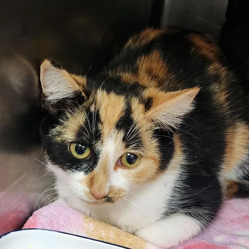 A baby small-sized female Calico Domestic Short Hair cat named Cleo for adoption in Charleston, WV