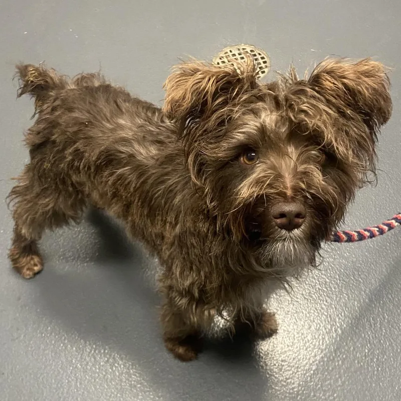 A young small-sized male Brown / Chocolate Mixed Breed dog named Snickers for adoption in Allentown, PA