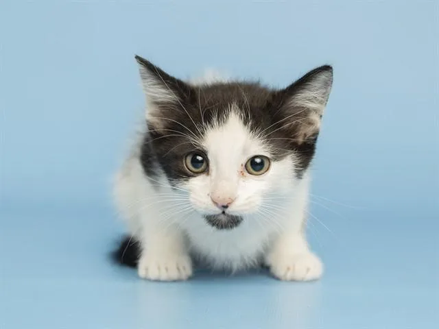 A baby small-sized male Domestic Short Hair cat named Leo for adoption in Phoenix, AZ