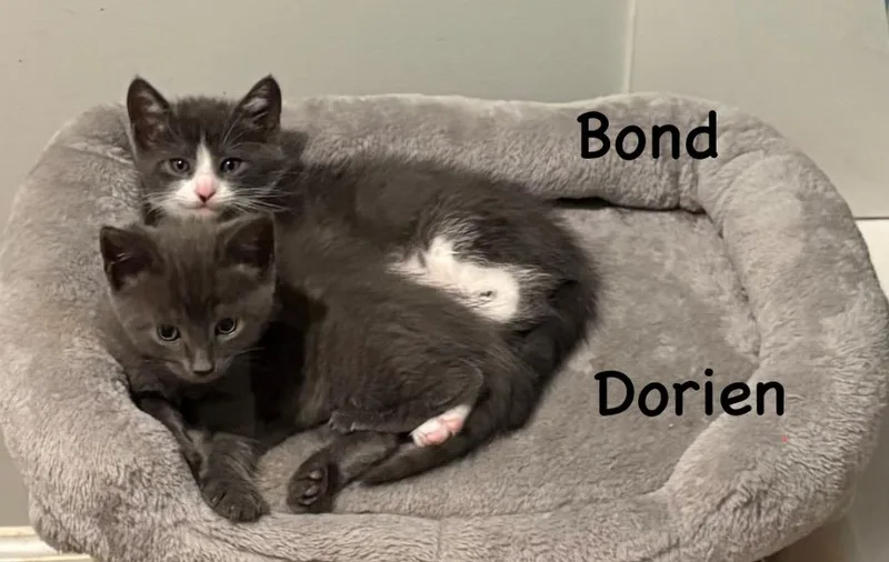 A baby small-sized male Domestic Short Hair cat named Dorian for adoption in New Orleans, LA