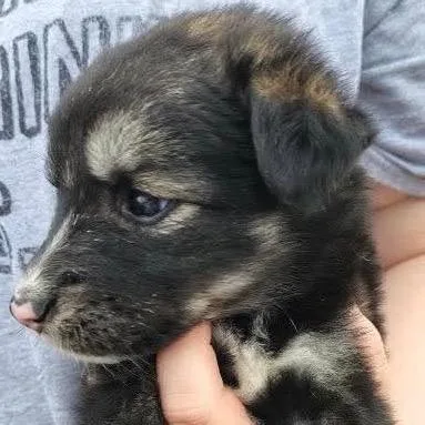 A baby small-sized female Black Mixed Breed dog named Microwave for adoption in Buffalo, MN