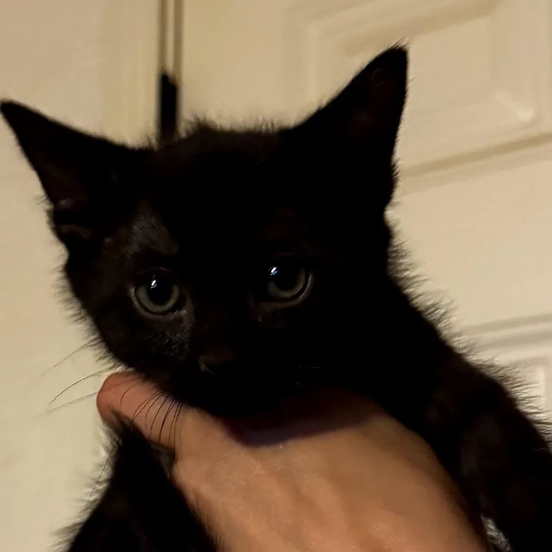 A baby small-sized male Black Domestic Short Hair cat named Superman for adoption in Midland, TX