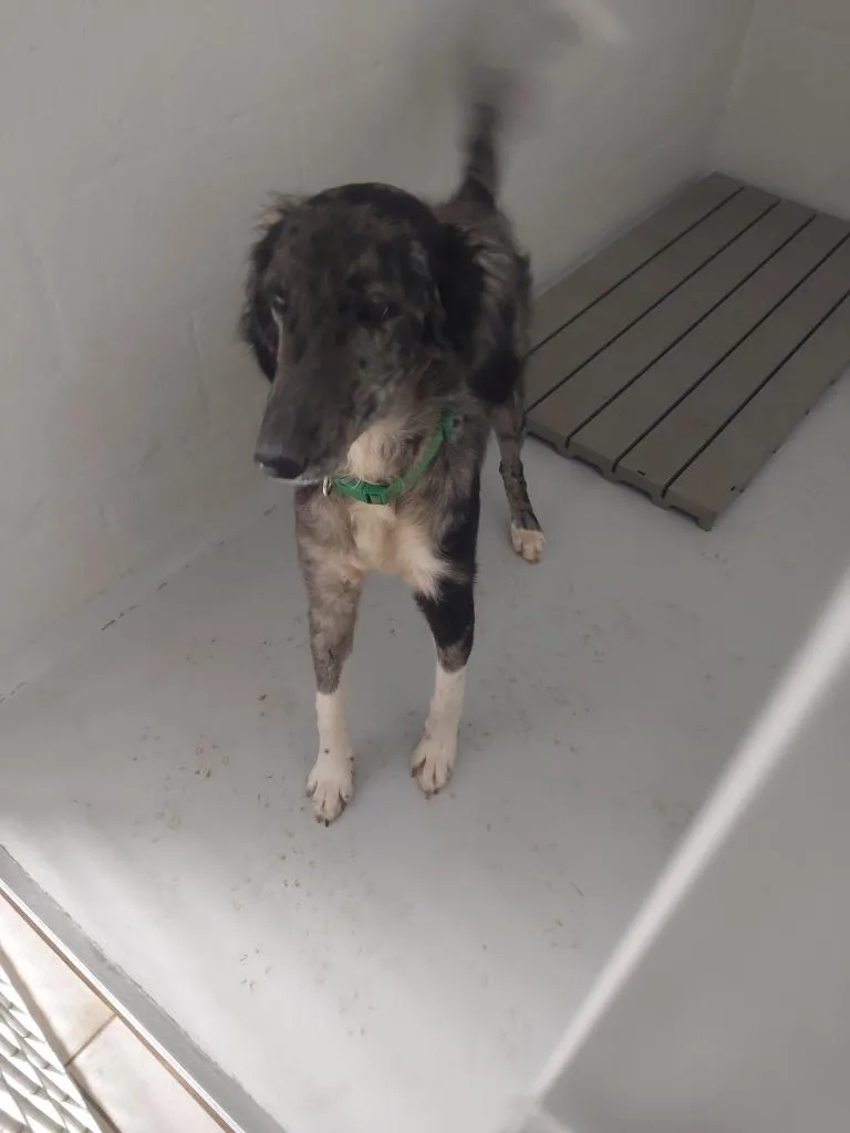 A young medium-sized male Labrador Retriever dog named Oliver for adoption in Mocksville, NC